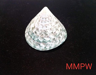 shells-01