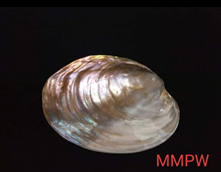 shells-02