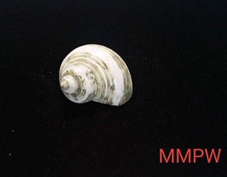 shells-03