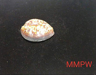 shells-04