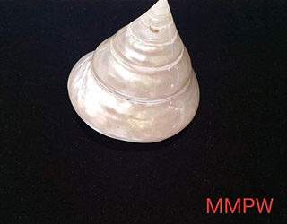 shells-05