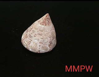shells-07