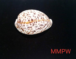 shells-09