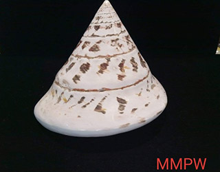 shells-11