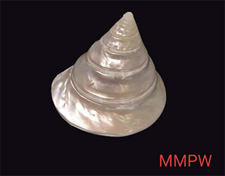 shells-12