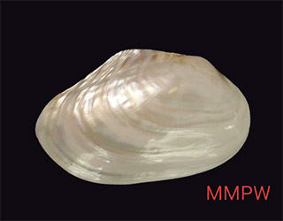 shells-13