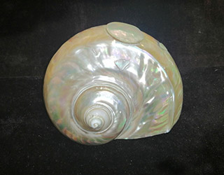 shells-14