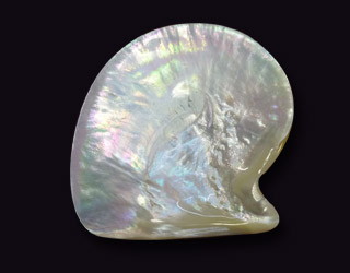 shells-15