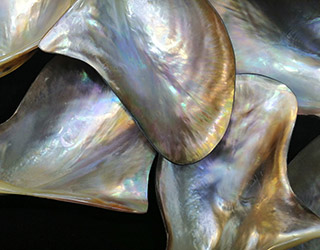 shells-16