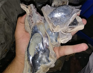 shells-17